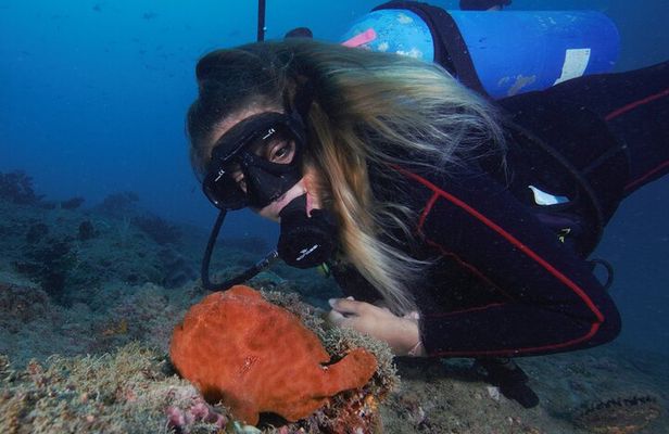 Diving tour in Isla del Caño for certified divers