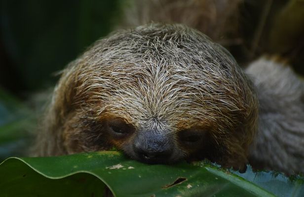 Ecocentro Danaus Nature walk and search for sloths
