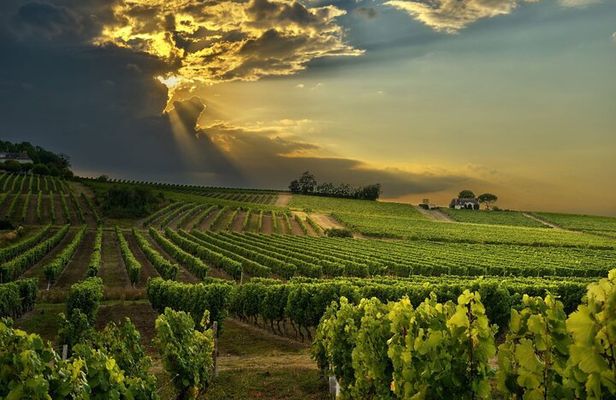 Best Cape Winelands Day Tour from Cape Town Hotels