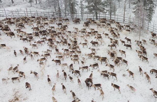Authentic Reindeer experience in the wilderness in Levi