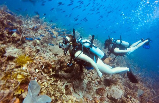 Full Day Scuba Diving in Rosario Islands