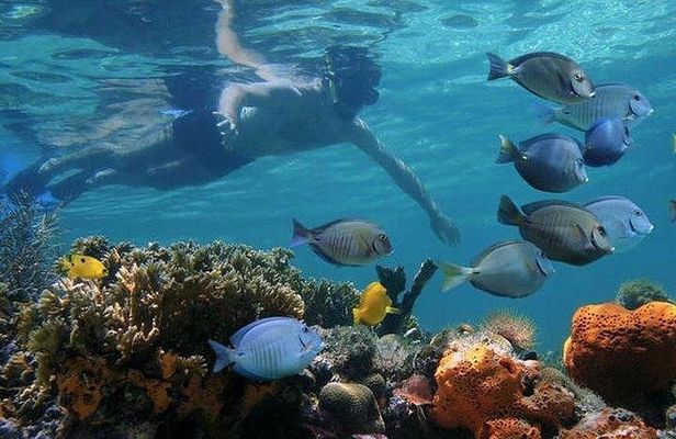 Private Full-day Dhow Cruise to Mnemba Island reef for Snorkeling