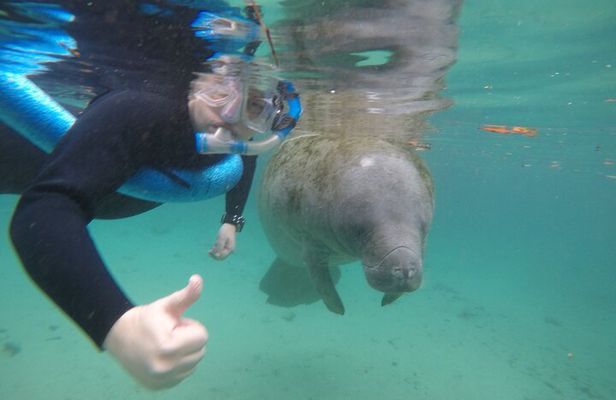 Manatee Snorkeling Tour with Photographer