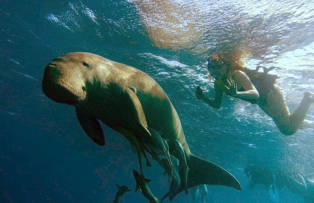 Marsa Mubarak snorkeling with dugong and turtles - marsaalam 