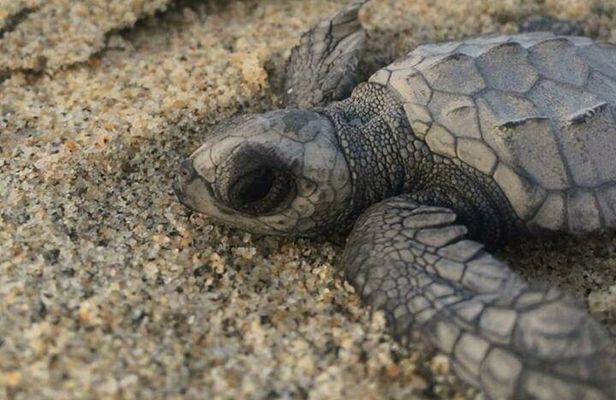 Amazing Turtle Release Tour