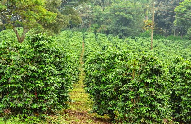 Half Day Private Fairview Estate Coffee Farm Tour with Pick Up