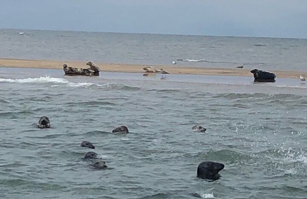 Scroby Sands Seal Watching
