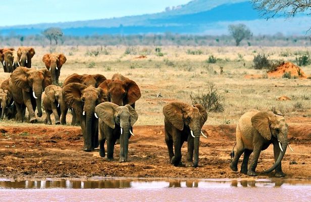 Full Day tour to Tsavo East National Park from Mombasa