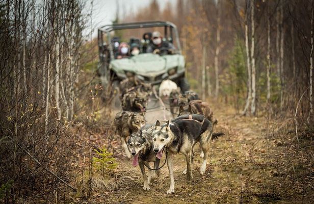Private Fall Foliage Mushing Cart Ride in Fairbanks