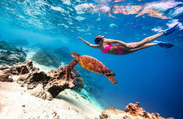 Cook Islands Semi-Private TURTLE tour