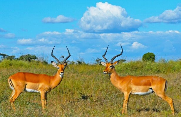 3 Day Samburu Safari