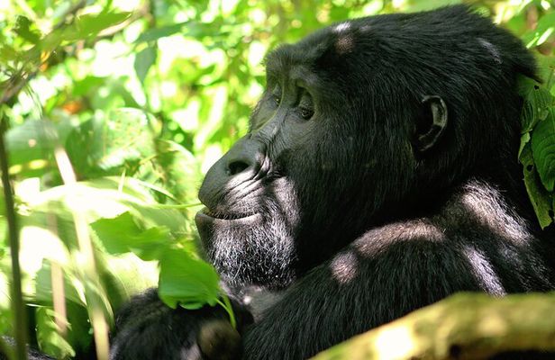 Bwindi Gorilla Safari - 3 Days