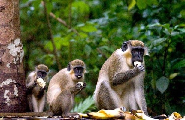 Half-Day Barbados Caves and Critters Tour with Pick Up