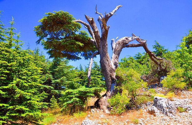4 Nights Lebanon Holiday Package