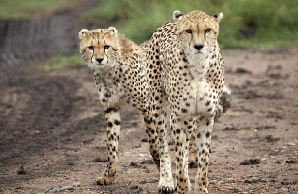 5 Day Safari in Tarangire, Serengeti and Ngorongoro Wonders