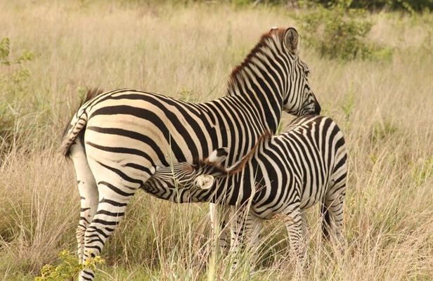 4 Days Victoria Falls Safari Tour & Chobe National Park game drive
