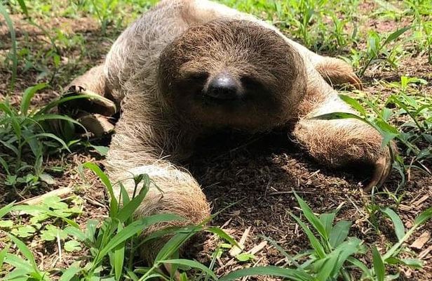 Sloth, Rain Forest Hike and Waterfall