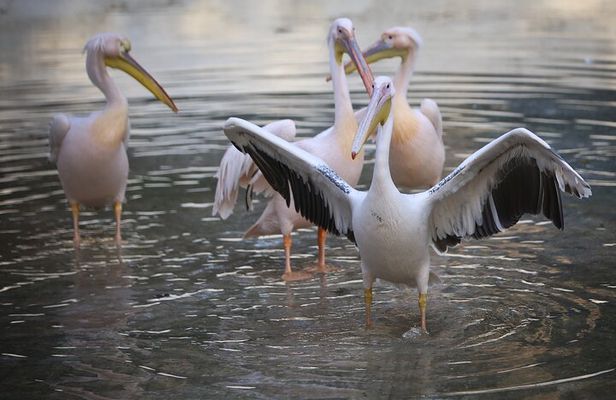 Private Half Day Tour To The Zoo In Giza