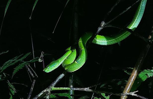 Nightwalk Monteverde by Pablos natural tour