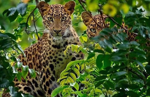 Two Day and One Night Safari From Zanzibar