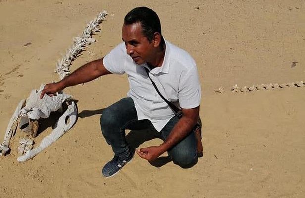 Valley of Whales and Wadi El Rayan Water Falls Private Tour