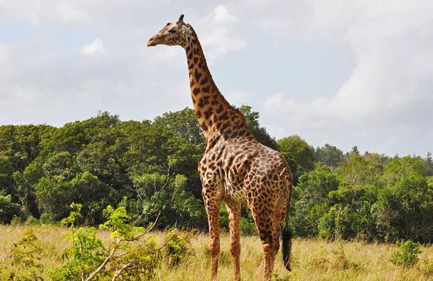 Full Day Private Tour to Shimba Hills from Diani Beach
