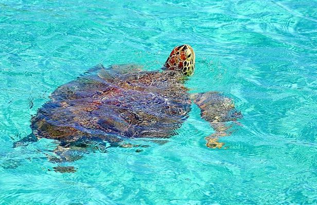 Rose Island Half-Day Snorkeling Cruise