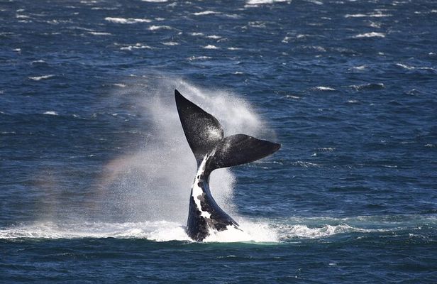 Hermanus Land based Whale Tour with Dave de Beer