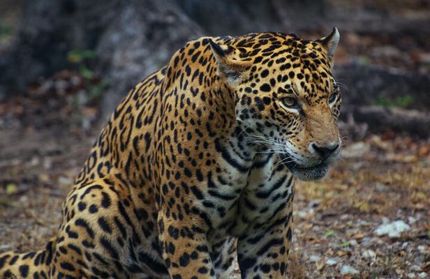 4 Days Tanzania Budget Group Join Safari- Serengeti & Ngorongoro