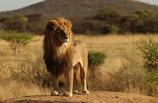 7 Day Grand Tanzania Safari