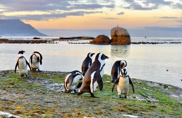 Half Day Boulders Penguins and Cape Point Small Group Tour