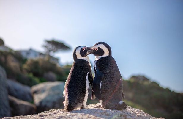Cape Town Private Tour: Penguins, Cape Point & Chapman's Peak
