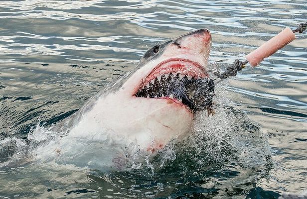 Cape Town: Shark Cage Diving & Penguins Tour to Gansbaai with private transfers