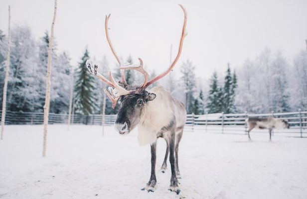 Santa Claus Village: Husky and Reindeer Combo with Hotel Transfer