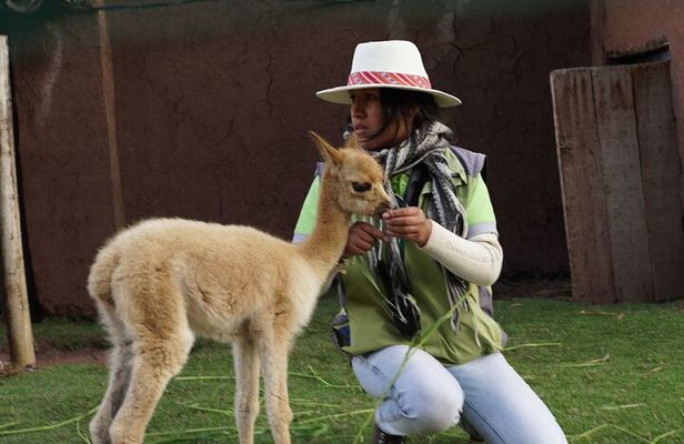 Voluntering at the Cochahuasi Sanctuary