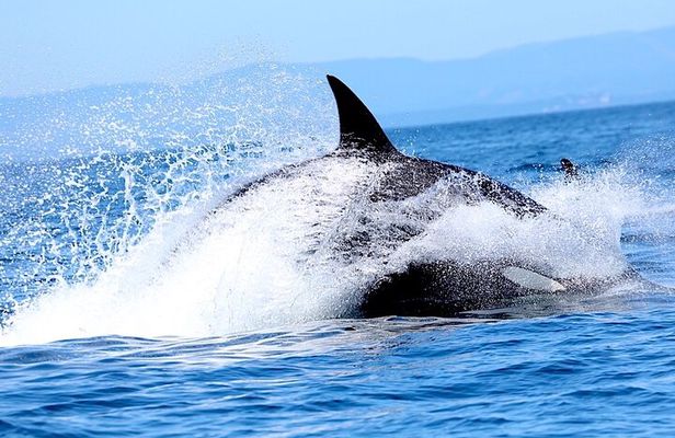 Victoria Ultimate Marine Whale & Wildlife Tour