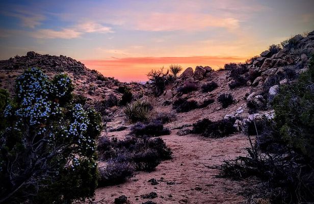 Private-36 Hour Adventure in Joshua Tree National Park