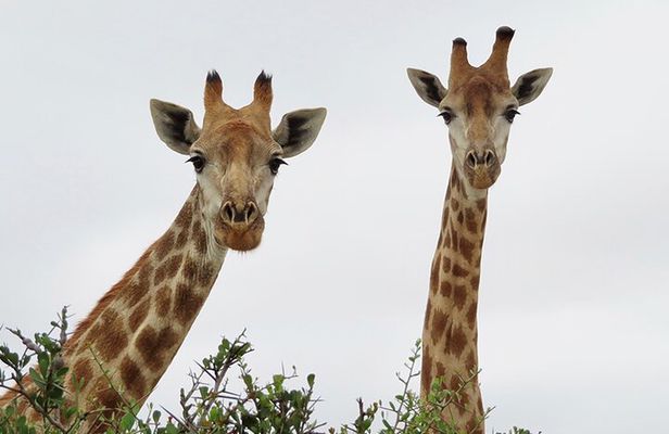 Wildlife Safari, Olive, Beer/Wine Tasting Day Tour from Cape Town