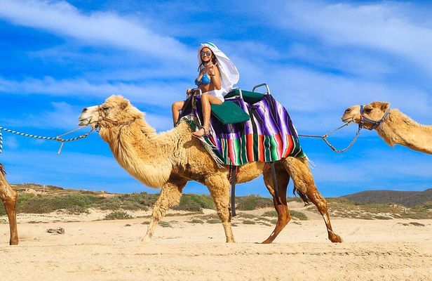 Los Cabos Camel Ride Adventure On The Beach
