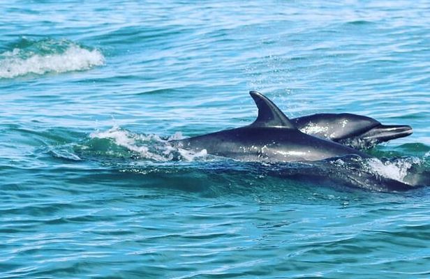 Combo Tour Marino Ballena National Park