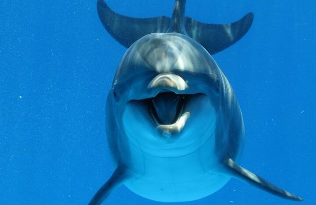 Swim with dolphin By Private Speed Boat and Sub wing Game - Hurghada