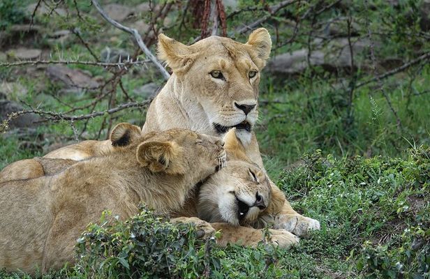 3 Day Masai Mara Budget Joining Safari on 4×4 - Daily Departures