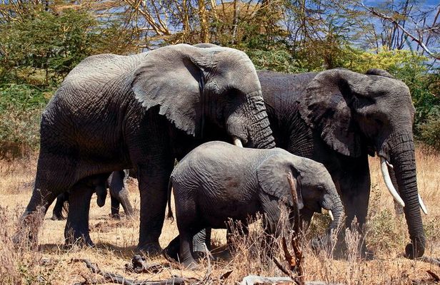 Full Day Private Safari - Tarangire National Park
