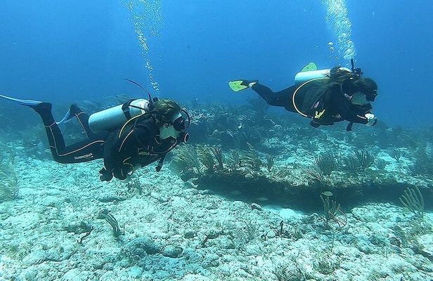 2 Tank Reef Dive in Mexico
