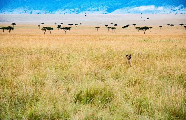 6 days the best of Tanzania private safari