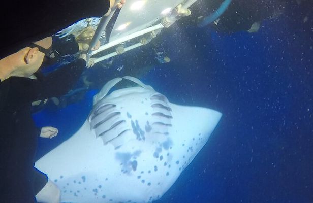 Kona Manta Ray Night Snorkel— Small Group - Wetsuit Included