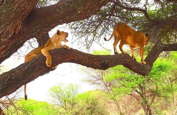 8 days Kenya highlights safari starting from Nairobi.