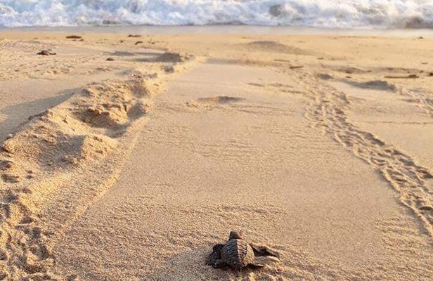 Private tour to release turtles with tickets included