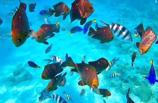 Full Day Spice Tour, Prison Island and City Tours