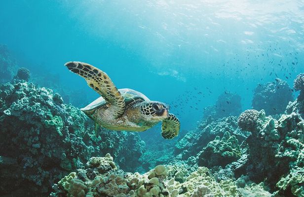 Turtle Canyon Snorkel Adventure in Waikiki, Oahu